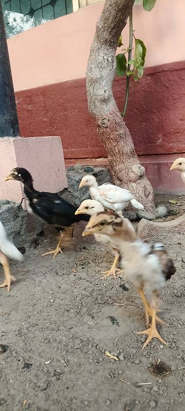 Aseel Chicks Lakha and white Heera for sale 9