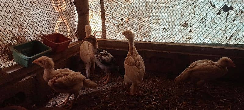 Aseel Chicks Lakha and white Heera for sale 15