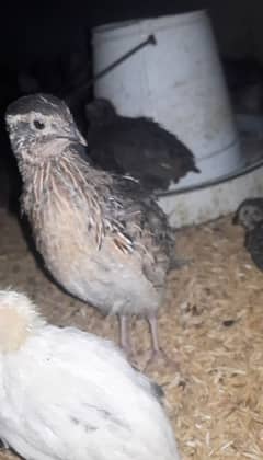 batair quail