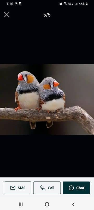 zebra finch