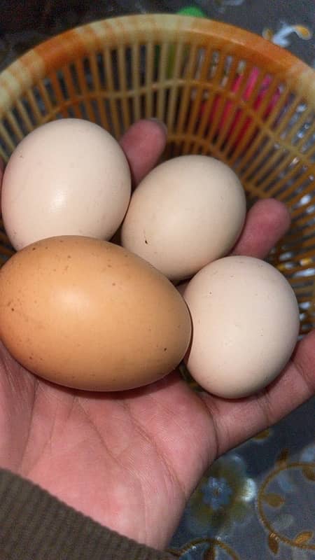 Fresh Aseel eggs 3