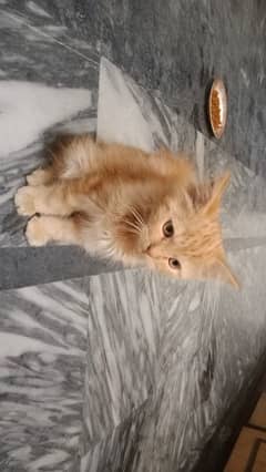 Persian Male Baby Cat