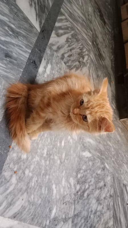 Persian Male Baby Cat 1