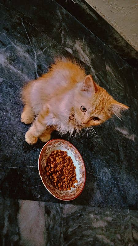 Persian Male Baby Cat 2