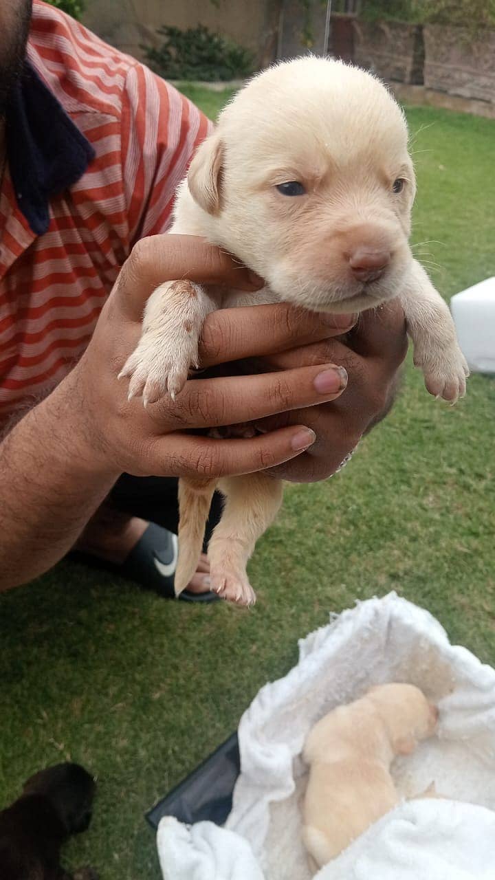 British Labra | Puppies | labrador | Dog | Labra Puppy | Labra 5