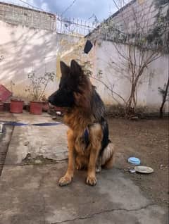 German shepherd long coat