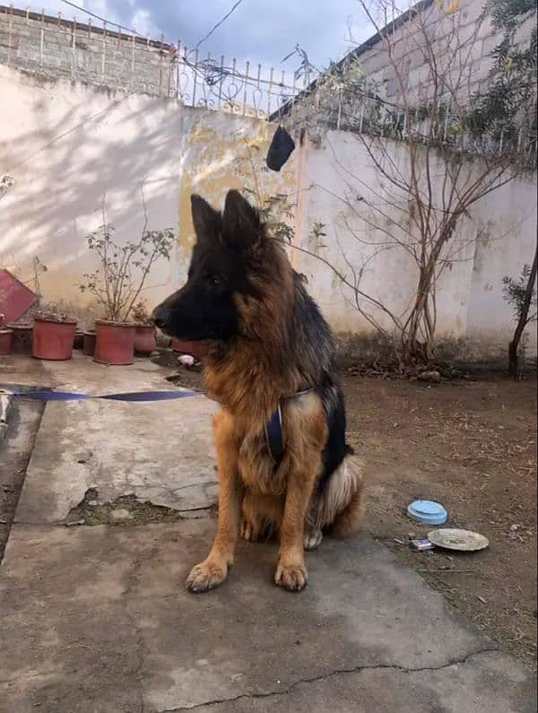 German shepherd long coat 0