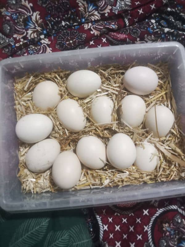 Mianwali Aseel Eggs 2