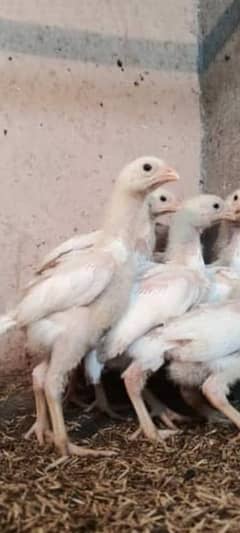 pure paper white heera aseel chicks