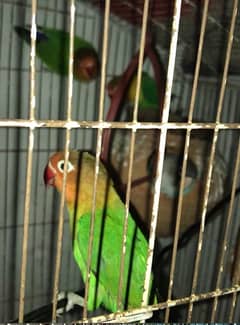 lovebirds pair with cage