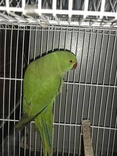 Ringneck parrot