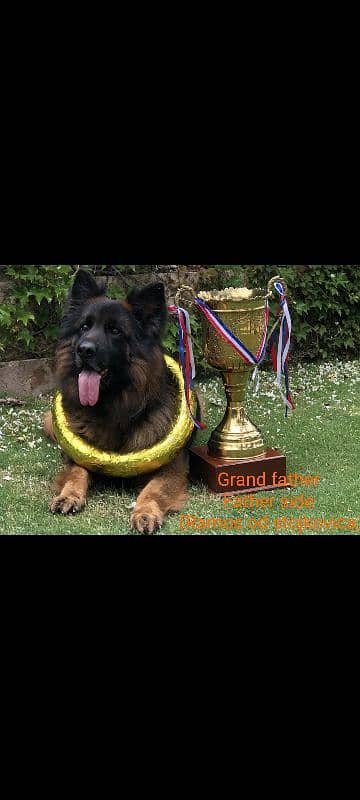 top quality German shepherd pedigree imported lines 5