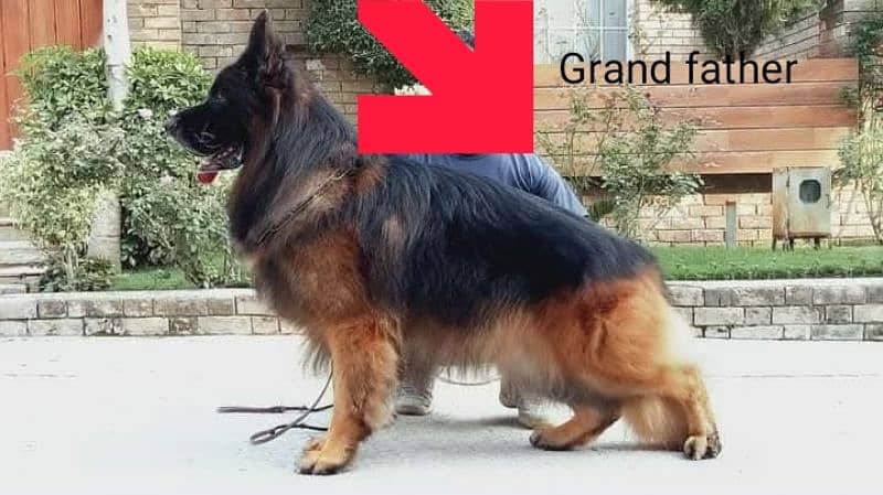 top quality German shepherd pedigree imported lines 6