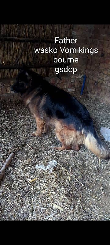 top quality German shepherd pedigree imported lines 13