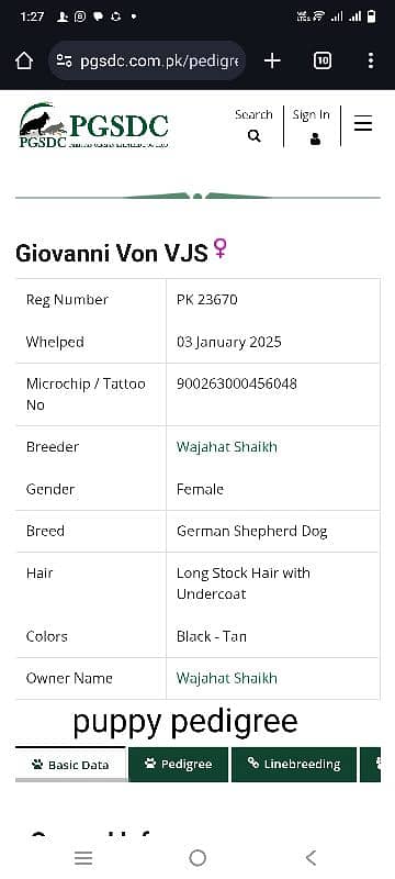 top quality German shepherd pedigree imported lines 17