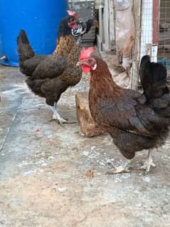 Egg laying , healthy Desi hens for sale