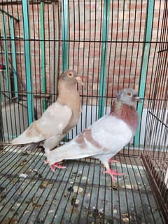 Fancy Pigeons Breeder Pair For Sale