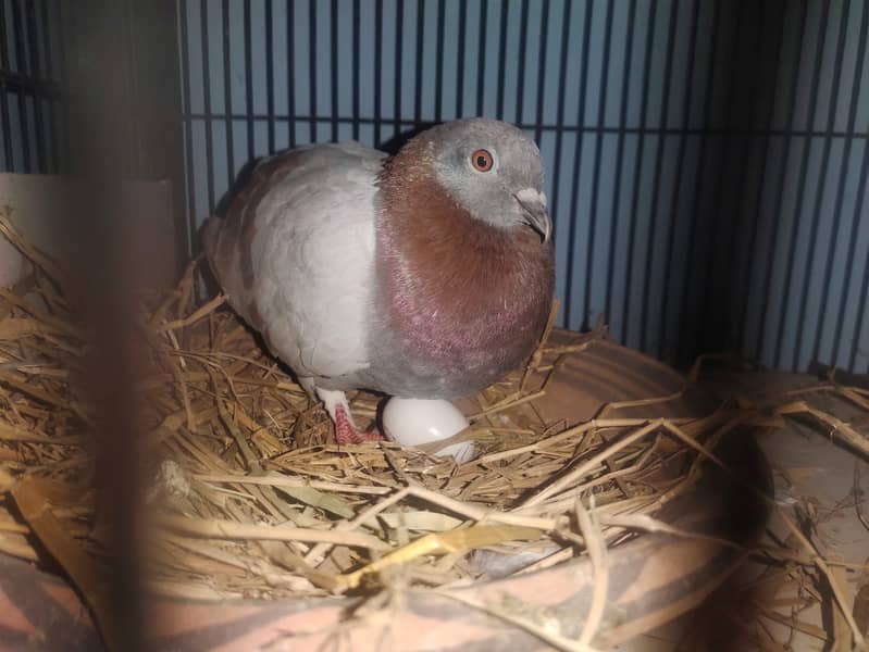 Fancy Pigeons Breeder Pair For Sale 2