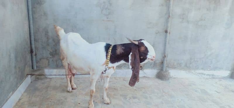 pateri bakri 4 than wali 2 bacho ke satth 2