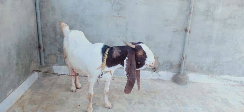 pateri bakri 4 than wali 2 bacho ke satth 3