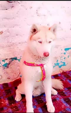 Siberian Haski long cot male 12 manth for sale