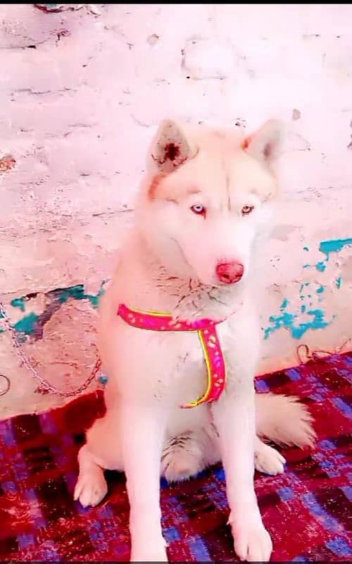 Siberian Haski long cot male 12 manth for sale 0