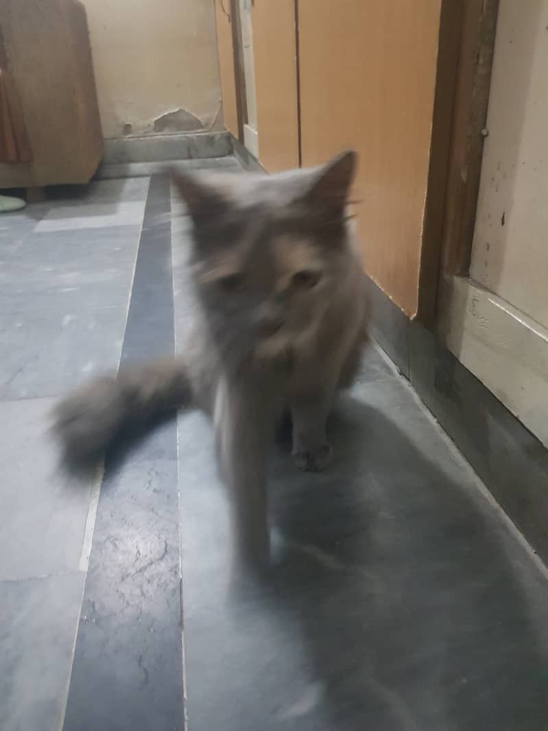 Persion female cat adoption with Male 2