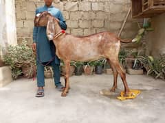 gabhin pure beetal nagra bakri beautiful goat