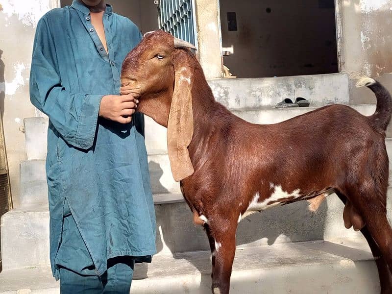 gabhin pure beetal nagra bakri beautiful goat 4