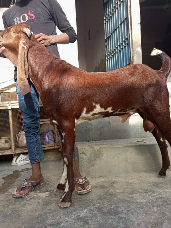 gabhin pure beetal nagra bakri beautiful goat 5