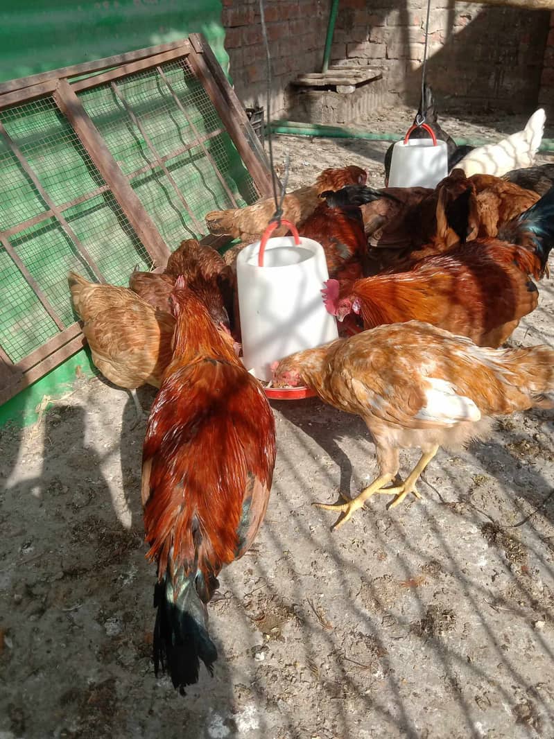 hens for sale 0/300/420/61/32 0