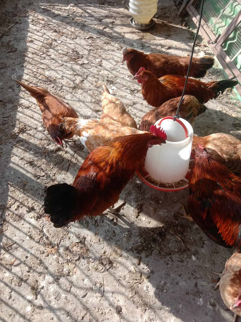 hens for sale 0/300/420/61/32 2