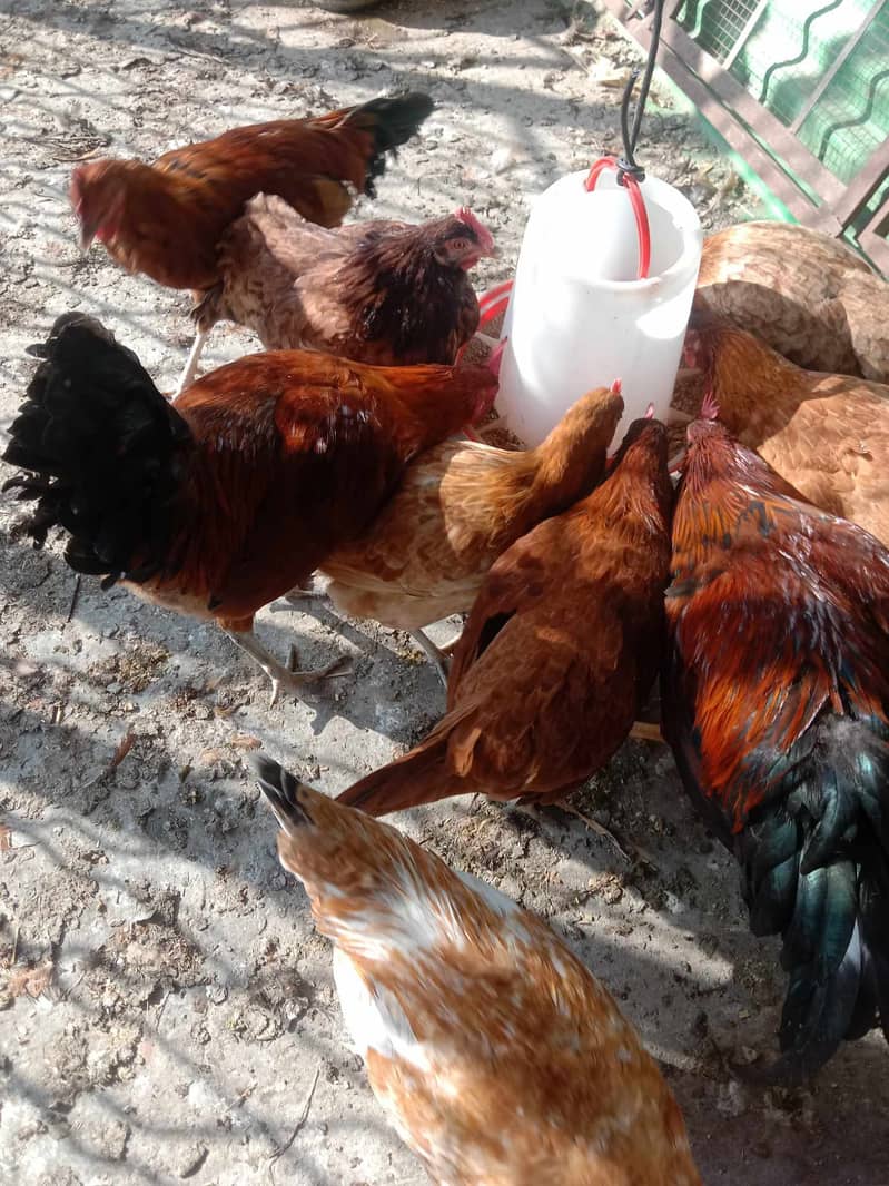 hens for sale 0/300/420/61/32 8