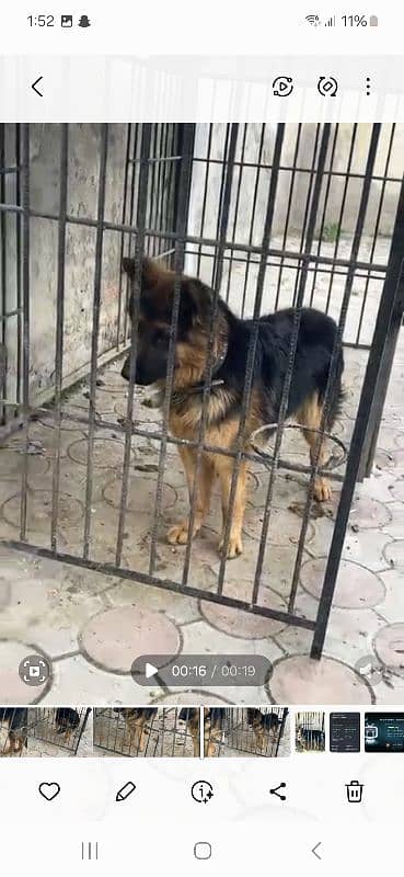 urgent germen shepherd dog for sale 1