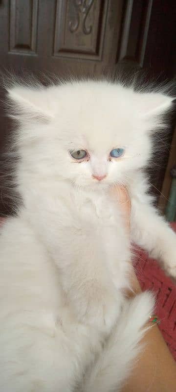 Pure Persian Cats Kittens Heavy Fur Triple Coated Semi Punch Face 2