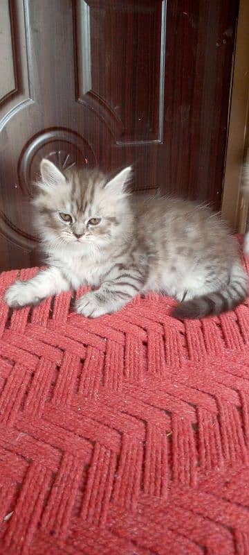 Pure Persian Cats Kittens Heavy Fur Triple Coated Semi Punch Face 3