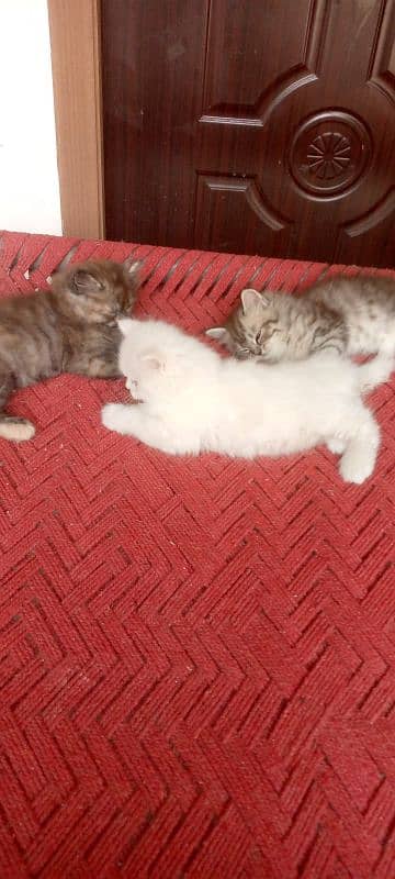 Pure Persian Cats Kittens Heavy Fur Triple Coated Semi Punch Face 4