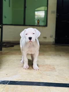 dogo argentino Female pup 45days