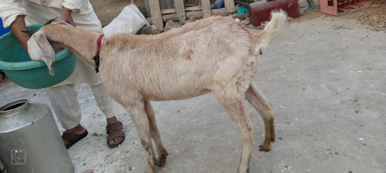 Bakra and bakri for sale 0