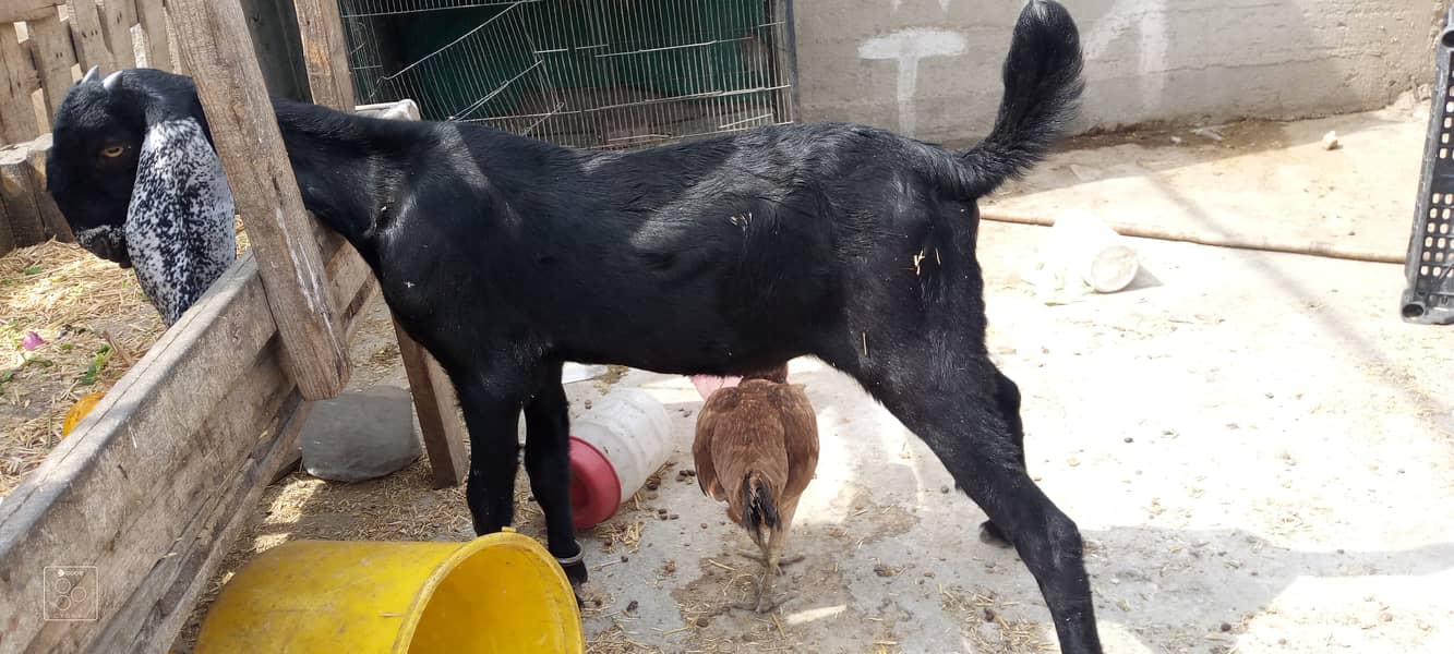 Bakra and bakri for sale 1