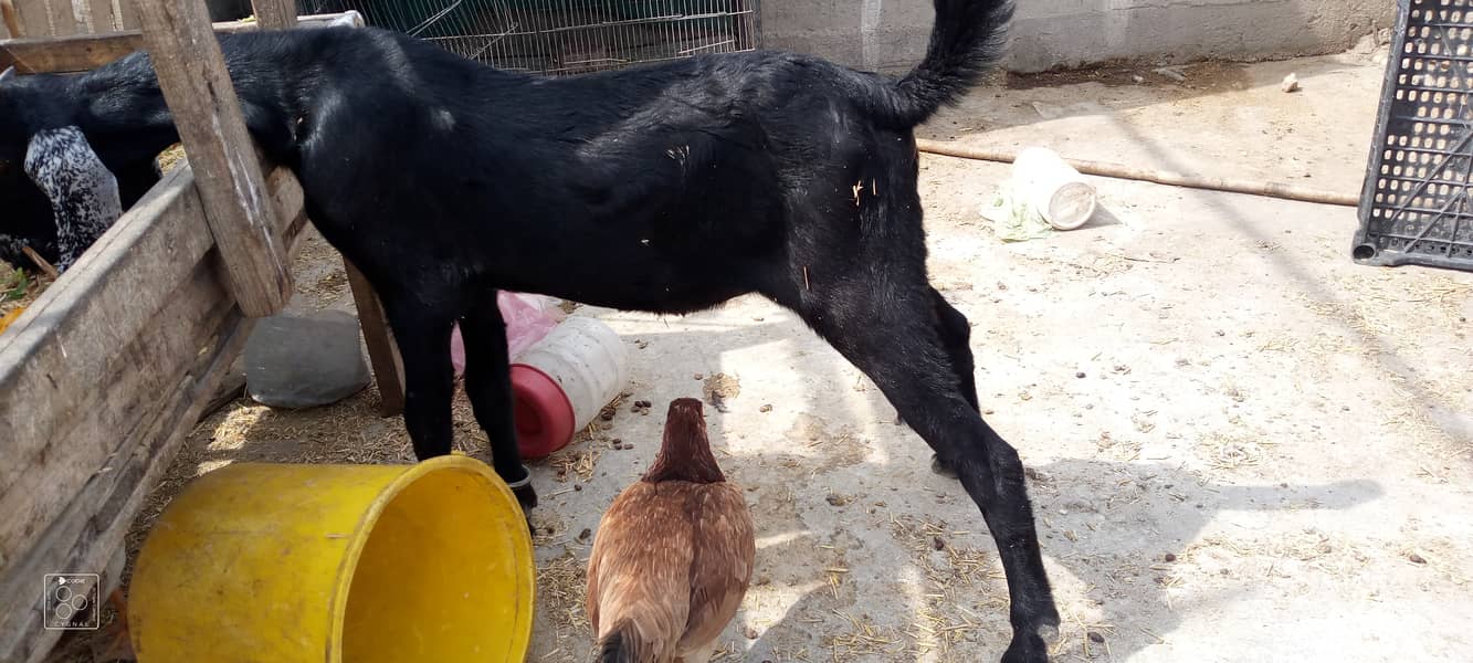 Bakra and bakri for sale 2