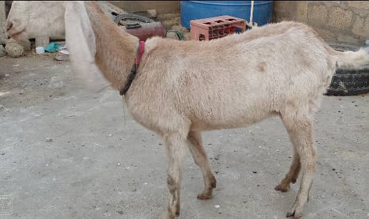 Bakra and bakri for sale 5