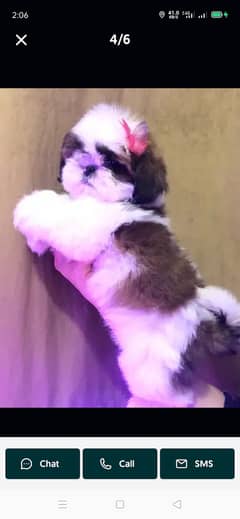 Shihtzu / Shih Tzu - Dogs Puppies for sale in Lahore