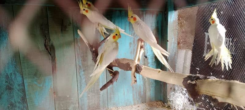 cockatiels 1