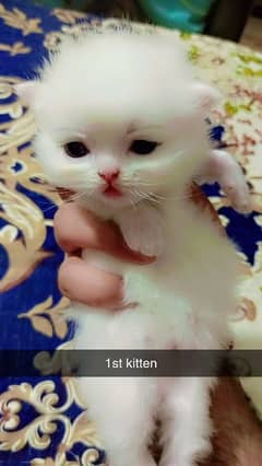 Persian kitten