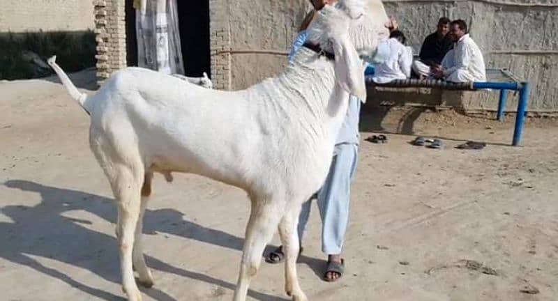 Rajanpuri Bakra For Sale CALL "_03130079851 0