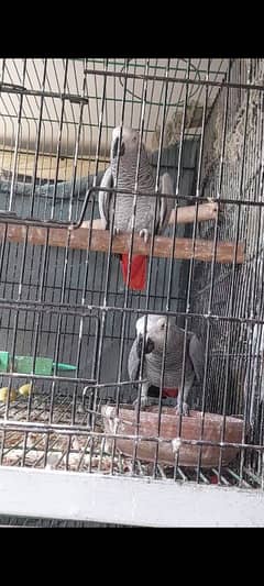 African Grey Breeder Pairs