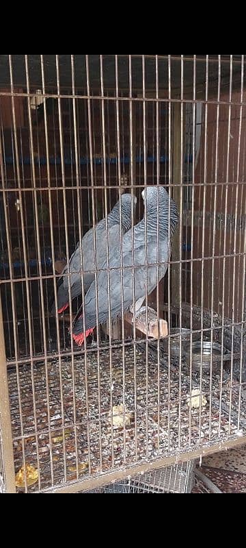 African Grey Breeder Pairs 1