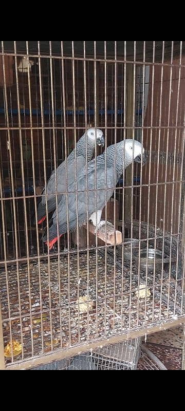 African Grey Breeder Pairs 2