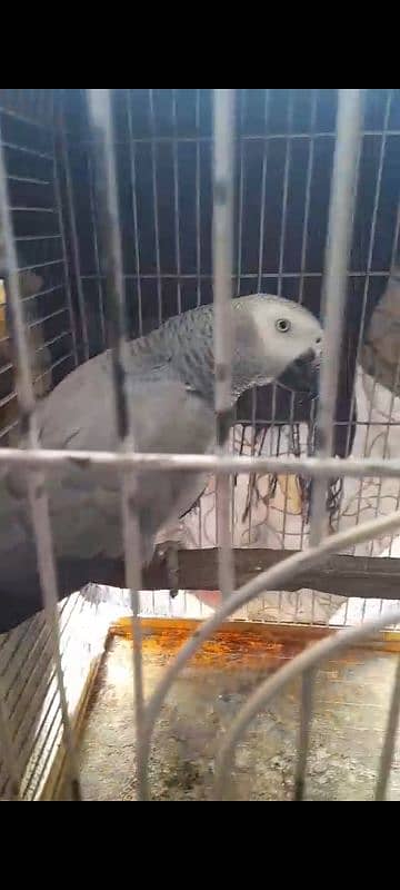 African Grey Breeder Pairs 3